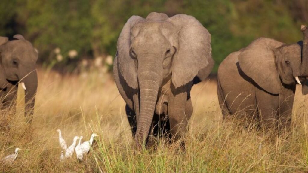 Elephant kills tourist, injures grandchild in South Africa Elephant kills tourist, injures grandchild in South Africa